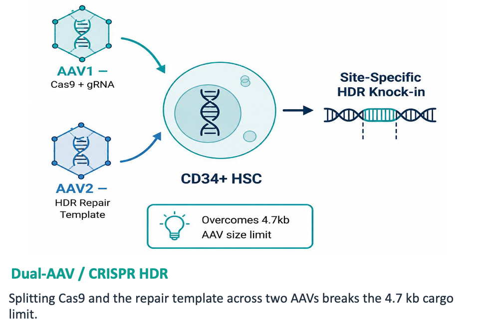 High-level schematic of Hemavive's two-vector homology-directed knock-in approach.