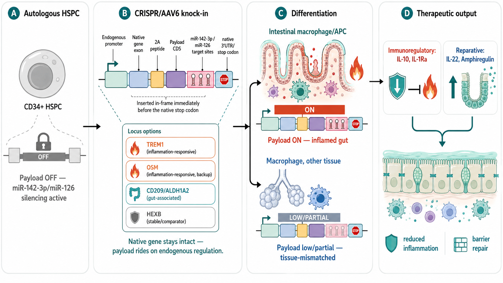 High-level schematic of an inflammation-gated immunoregulatory payload acting in inflamed tissue.