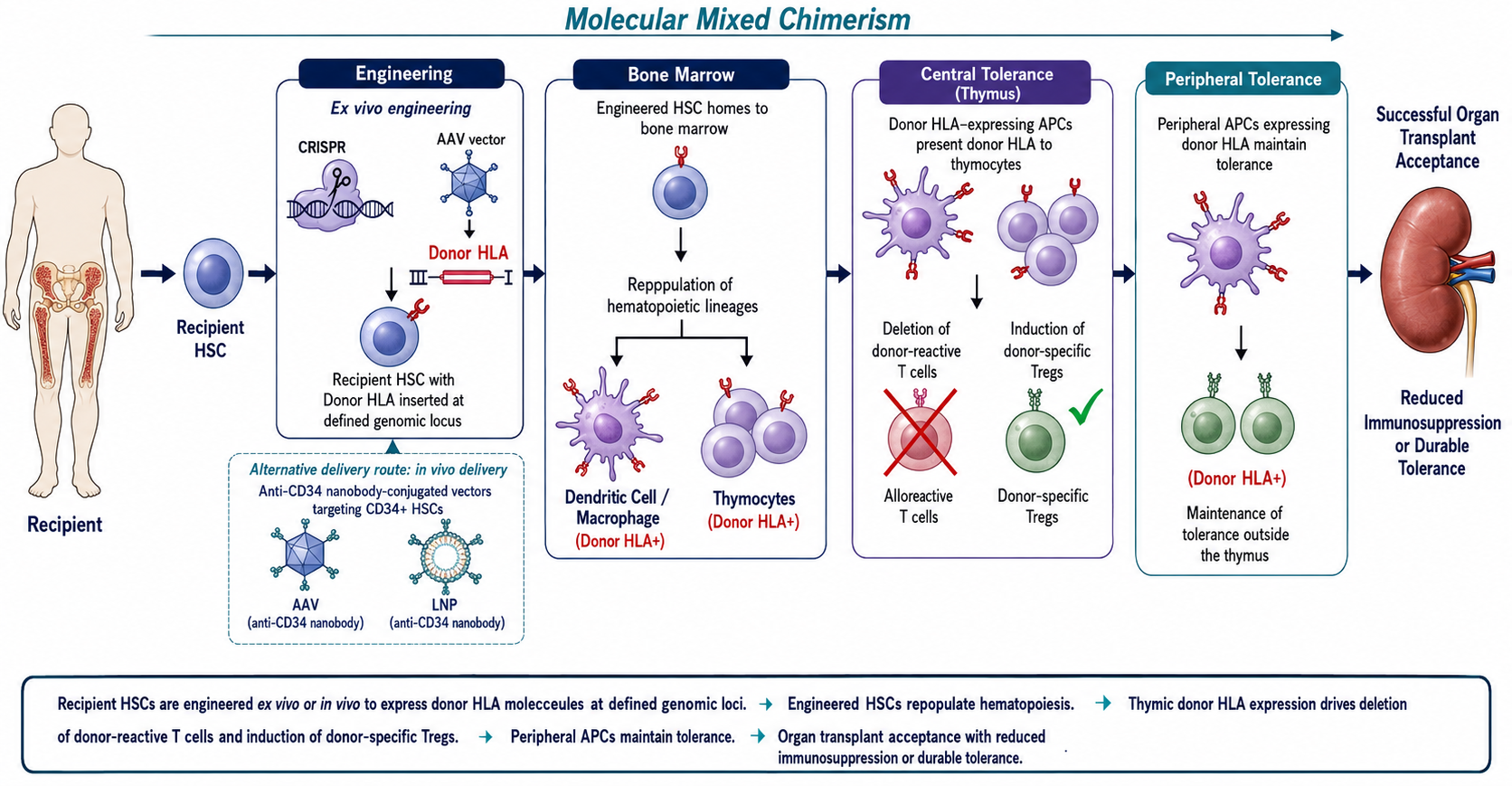 High-level schematic of molecular mixed chimerism leading to donor-specific tolerance.