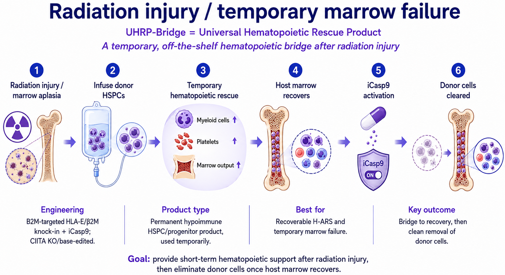 High-level schematic of the UHRP-Bridge concept in radiation injury.